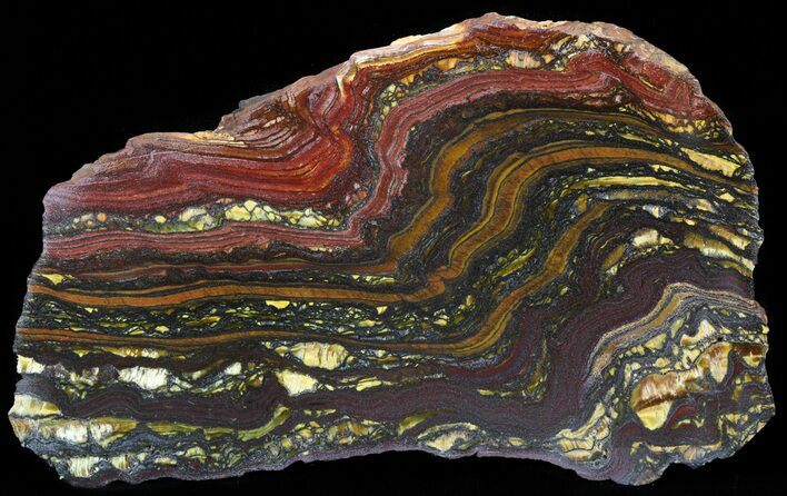 Polished Tiger Iron Stromatolite - ( Billion Years) #42556